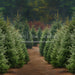Holly Jolly Tree Farm (JA)