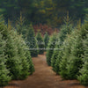 X Drop Holly Jolly Tree Farm (JA)