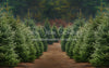 Holly Jolly Tree Farm (JA)