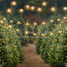Holly Jolly Tree Farm + Lights (JA)