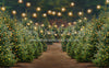 Holly Jolly Tree Farm + Lights (JA)