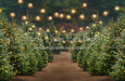 Holly Jolly Tree Farm + Lights (JA)
