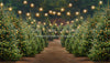 Holly Jolly Tree Farm + Lights (JA)