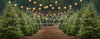 Holly Jolly Tree Farm + Lights (JA)