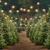 Holly Jolly Tree Farm + Lights (JA)