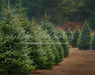 Holly Jolly Tree Farm Side (JA)