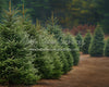 Holly Jolly Tree Farm Side (JA)