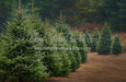 Holly Jolly Tree Farm Side (JA)