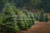 Holly Jolly Tree Farm Side (JA)