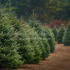 Holly Jolly Tree Farm Side (JA)