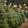 Holly Jolly Tree Farm Side Lights (JA)