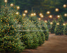 Holly Jolly Tree Farm Side Lights (JA)