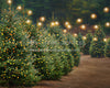 Holly Jolly Tree Farm Side Lights (JA)