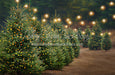 Holly Jolly Tree Farm Side Lights (JA)