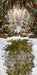 Holly for a Fairy Sweeps (CC)