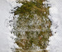 Holly in the Forest Fabric Floor (CC)