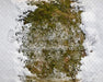 Holly in the Forest Floor (CC)
