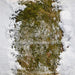 Holly in the Forest Fabric Floor (CC)