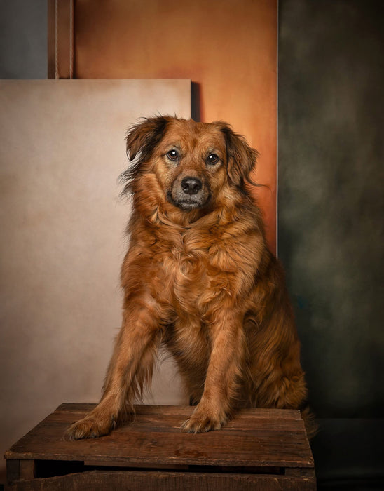 Sweeps Fine Art Canvas Display Hunter (AZ)