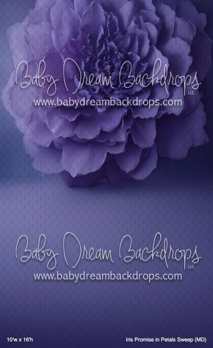 Iris Promise in Petals Sweep (MD)