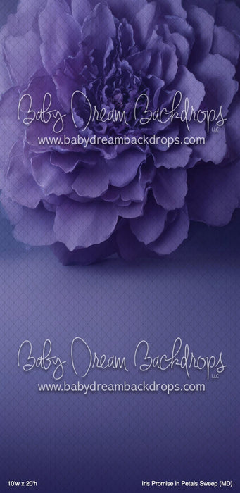 Iris Promise in Petals Sweep (MD)