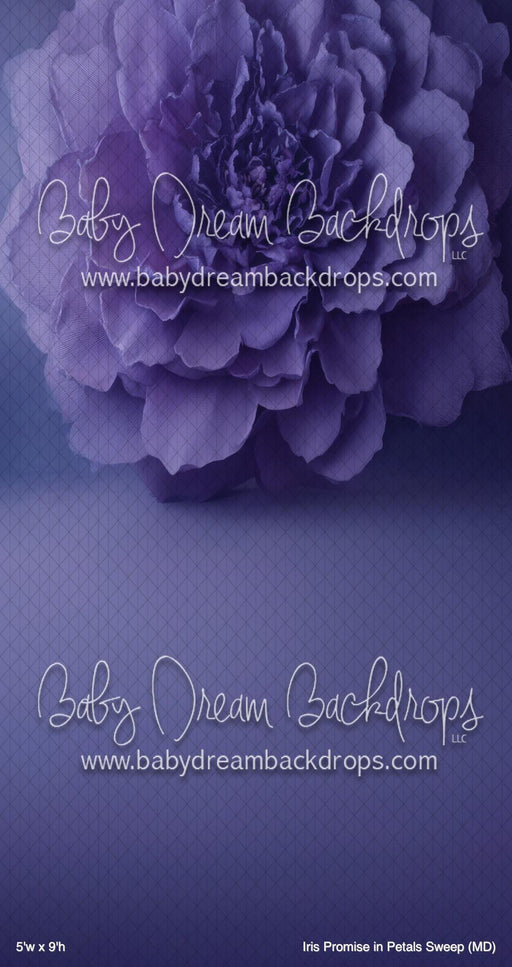 Iris Promise in Petals Sweep (MD)