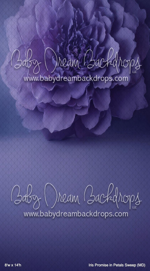 Iris Promise in Petals Sweep (MD)