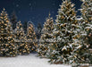 Jingle Express Forest (JA)
