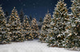 Jingle Express Forest (JA)