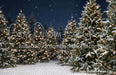 Jingle Express Forest (JA)