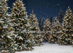 Jingle Express Forest Flipped (JA)