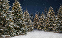 Jingle Express Forest Flipped (JA)