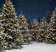 Jingle Express Forest Flipped (JA)