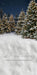 Jingle Express Forest Sweeps (JA)