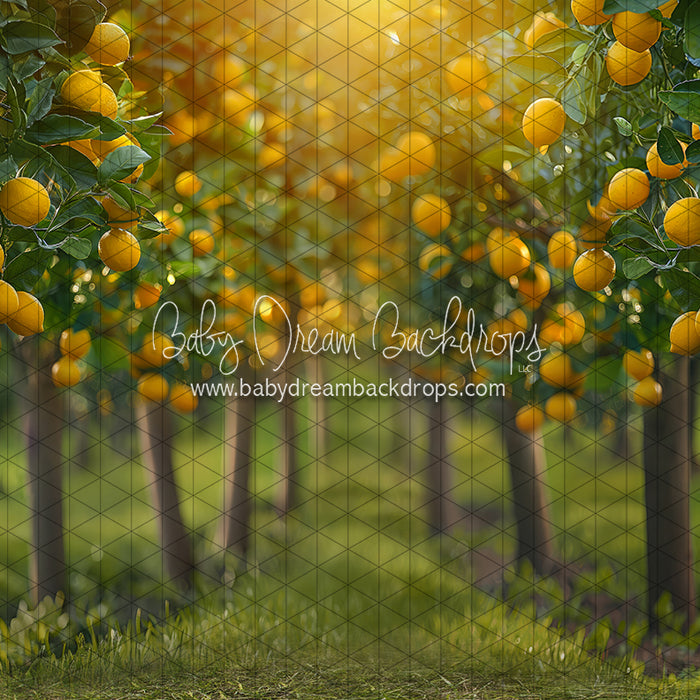 Lemonade Grove Glow (JA)