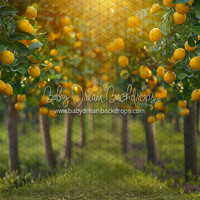 Lemonade Grove Glow (JA)