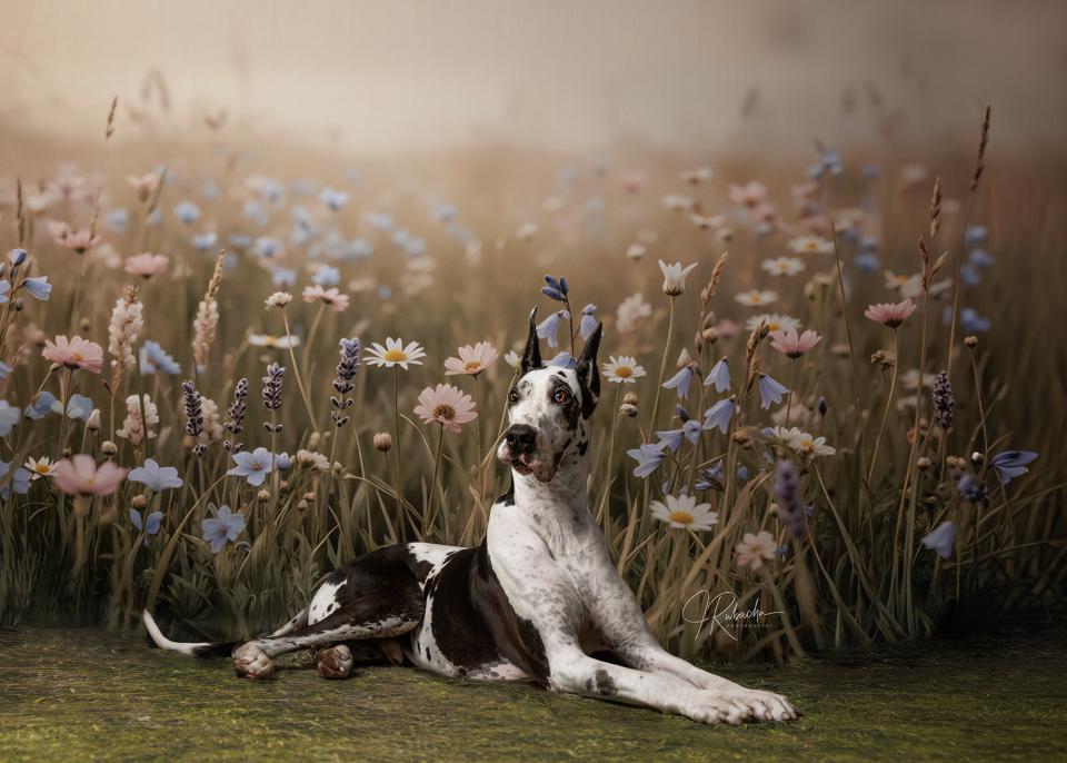 May Day Meadow (CC)