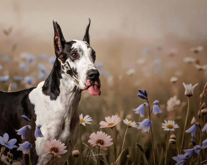 May Day Meadow (CC)