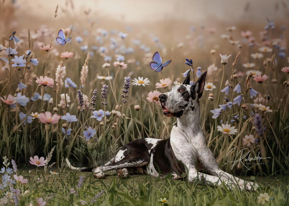 May Day Meadow (CC)