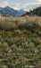 Mountain Meadow Sweeps (CC)