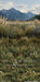 Mountain Meadow Sweeps (CC)