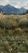 Mountain Meadow Sweeps (CC)