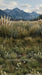 Mountain Meadow Sweeps (CC)