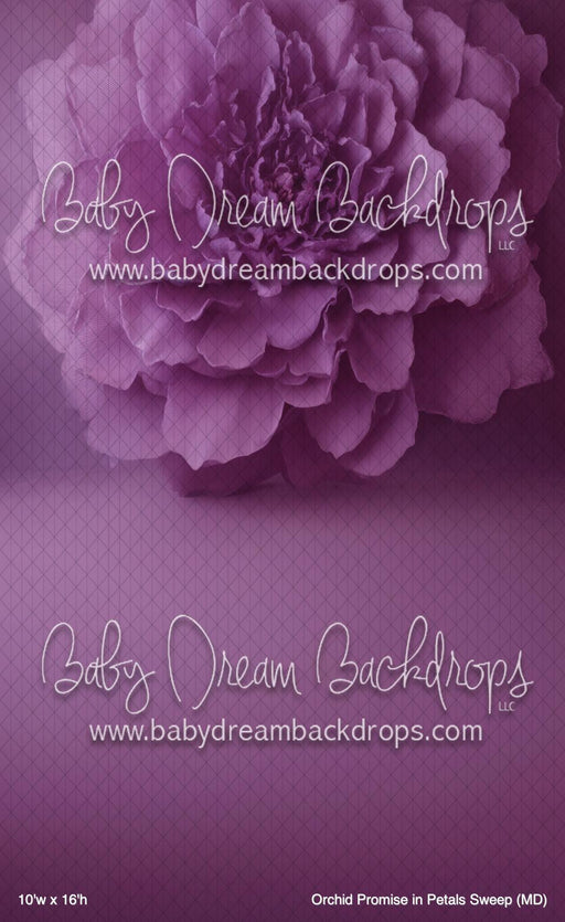 Orchid Promise in Petals Sweep (MD)