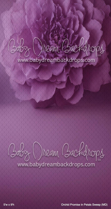 Orchid Promise in Petals Sweep (MD)