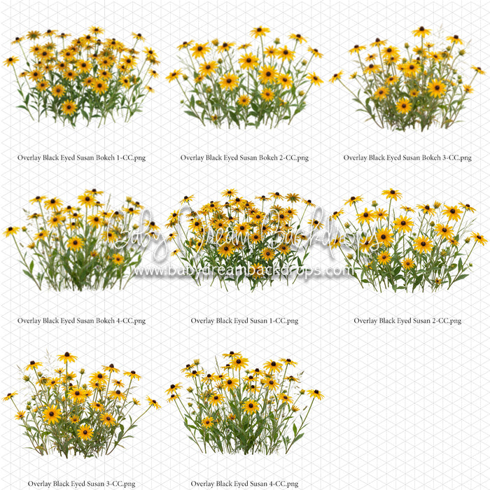 Overlays Black Eyed Susan