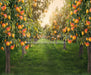 Peach Orchard (JA)