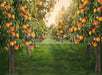 Peach Orchard (JA)