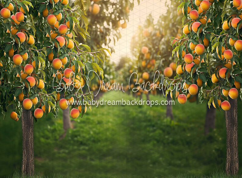 Peach Orchard (JA)