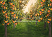 Peach Orchard (JA)